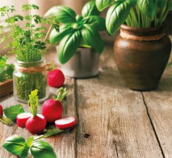 basil_cress_parsley_radish