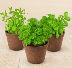 basil_marjoram_thyme