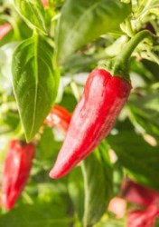 chilli