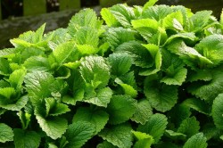 lemon-balm