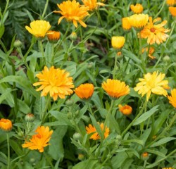marigold
