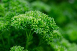parsley