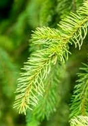 spruce